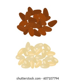 Pine nuts isolated on a white background. Vector illustration