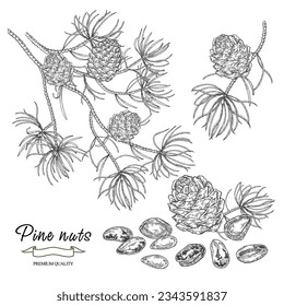 Pine nuts set. Cedar branch. Cedar tree with cones and nuts isolated on white background. Vector illustration engraved.