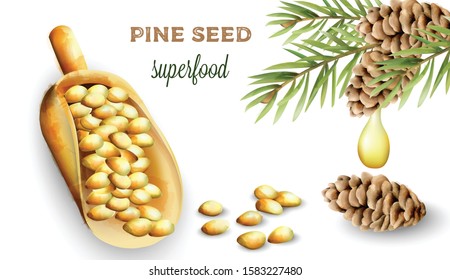 Pine nuts in shovel. Cone with green leaves and oil dripping. Watercolor vector