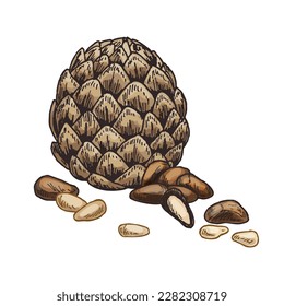Pine nuts sketch vector graphic. Natural edible seeds isolated, Mediterranean and Italian appetizer. Pesto ingredient for vegetarian and vegan nutrition. Pinoli snack. Culinary and botany, grocery.