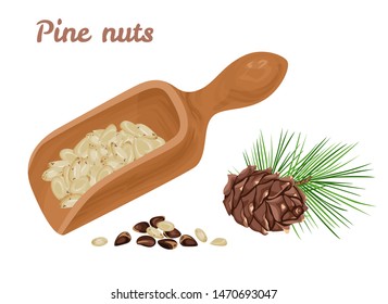 Pine nuts in wooden spoon, pine cone and branch of green needles isolated on white background. Vector illustration of measuring scoop with cedar nuts in cartoon, flat style.