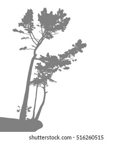 Pine on the cliff. Pine tree gray silhouette isolated on white background. Vector tree.