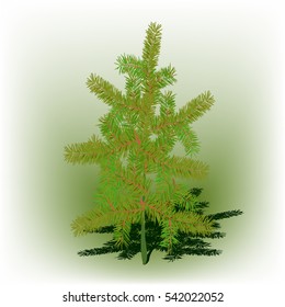 pine on a light background, vector illustration