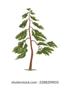 Pine on white background realistic vector illustration