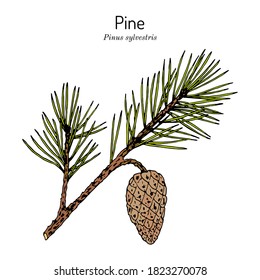 Pine (Pinus sylvestris), state tree of North Carolina. Hand drawn botanical vector illustration