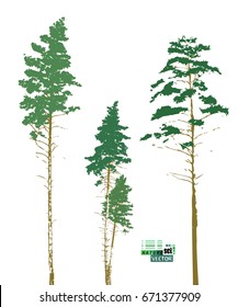 Pine set. Vector