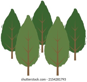 Pine, several pines, beautiful forest tree, forest landscape. Vector illustration..eps