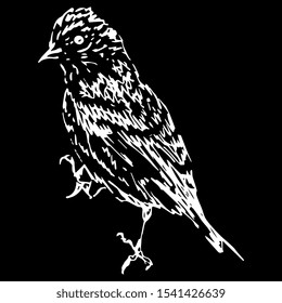 Pine siskin. (Spinus pinus). North American bird. Finch family. Hand drawn linear sketch. White silhouette on black background. Isolated vector illustration. 