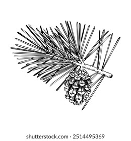 Esboço de pinho. Desenho em árvore de coníferas. Ilustração de vetor desenhada à mão do ramo da árvore de inverno. Elemento de design de Natal. NÃO gerado AI