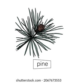 Pine sketch in hand drawn style on white background. Vintage engraving. Isolated object. Outline drawing vector illustration. Logo, label. Line art