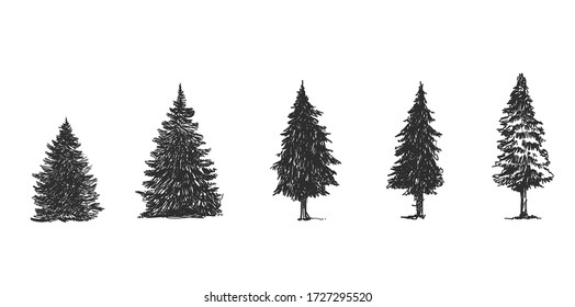pine sketch side view Hand Draw of a lodgepole pine 