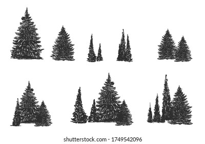 pine sketch side view Hand Draw of a lodgepole pine