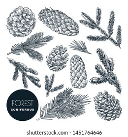 Pine and spruce tree branches and cones set. Vector sketch hand drawn illustration. Winter holiday, Christmas or New Year design elements. Autumn coniferous forest icons.