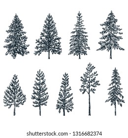 Pine and spruce trees. Vector sketch illustration. Forest and nature hand drawn design elements set.