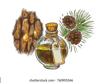 Pine tar in a bottle with branch and bark. Watercolor imitation with sketch. Vector illustration