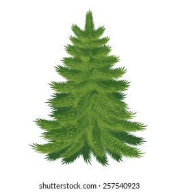 Pine tree
