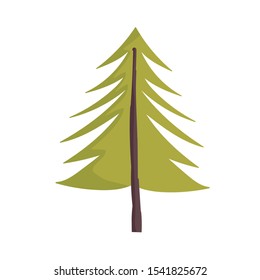 pine tree botanical autumn on white background vector illustration