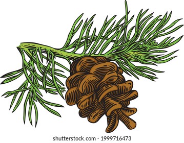 Pine tree branch with cone and needles