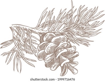 Pine tree branch with cone and needles