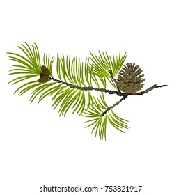 Pine tree Branch and pine cone on a white background vector illustration editable hand draw