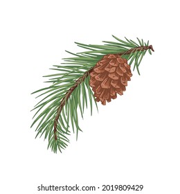 Pine tree branch with green needles and cone. Fresh coniferous evergreen twig with pinecone. Vintage botanical drawing of conifer sprig. Hand-drawn vector illustration isolated on white background