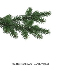 Pine Tree Branch with Green Needles Isolated on Pure White Background