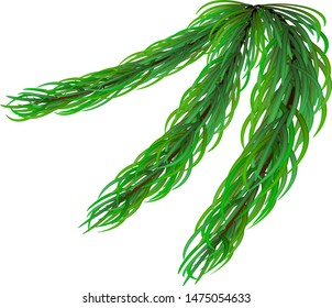 Pine tree branch icon. Realistic illustration of pine tree branch vector icon for web design isolated on white background