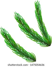 Pine tree branch icon. Realistic illustration of pine tree branch vector icon for web design isolated on white background