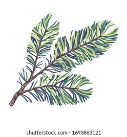 Pine tree branch isolated on white, hand drawn flat vector. Naturalistic forest christmas clip art element, color floral illustration for design.