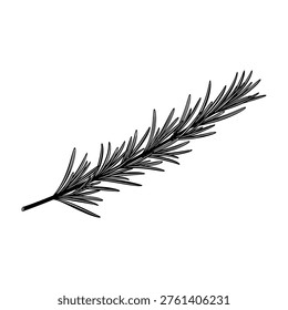 Pine tree branch with needle leaves on white background