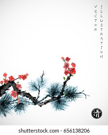 Pine tree branch and sakura in blossom on white background. Traditional oriental ink painting sumi-e, u-sin, go-hua. Hieroglyph - clarity.