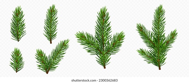 Pine tree branch set realistic vector illustration. Fir twigs with green needles isolated on transparent background. Winter holiday evergreen decoration, spruce or cedar elements,