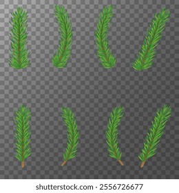 Pine tree branch set realistic vector illustration. Fir twigs with green needles isolated on transparent background. Winter holiday evergreen decoration, spruce or cedar elements,