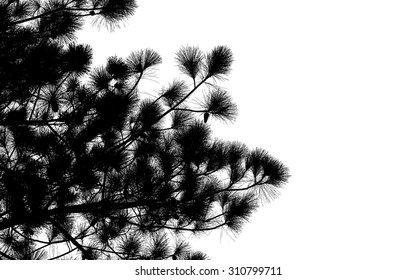 Pine tree branch silhouette : Vector