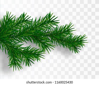 Pine Tree Branch. Vector Christmas Tree Isolated 