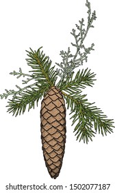 Kiefernbaum-Zweige mit Kegel für Weihnachtsdekorationen