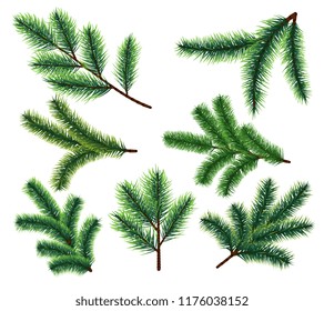 Pine tree branches. Christmas fir tree branch. Vector xmas decorarion elements. Illustration of pine tree, fir evergreen branch