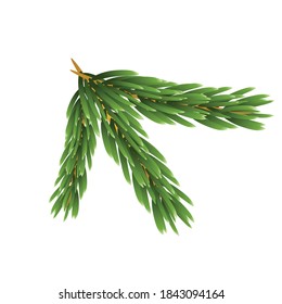 Pine tree branches with cones for christmas in Christmas holiday