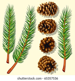 Pine Tree Branches and Cones. Vector Illustration