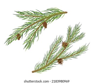 Pine Tree Branches with Fir Cones. Vector Cartoon Set isolated on white