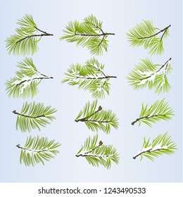 Pine tree branches lush conifer autumnal and winter snowy natural background set two vector illustration editable hand draw