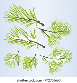 Pine tree branches lush conifer autumnal and winter snowy natural background vector illustration editable hand draw
