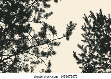 pine tree and branches silhouette. detailed vector illustration