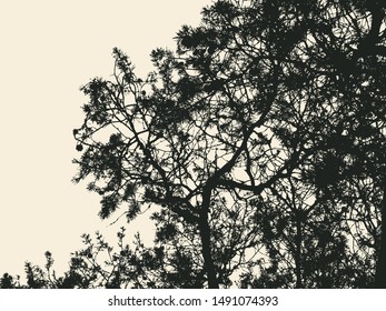 pine tree and branches silhouette. detailed vector illustration