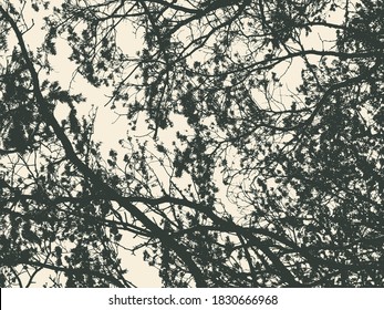 Pine tree and branches silhouette. detailed vector illustration