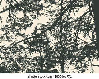 Pine tree and branches silhouette. detailed vector illustration