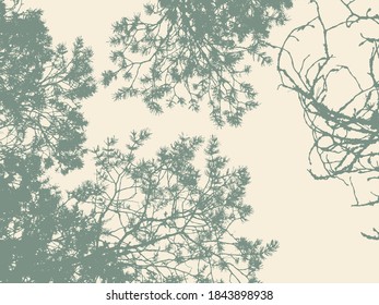 Pine tree and branches silhouette. detailed vector illustration