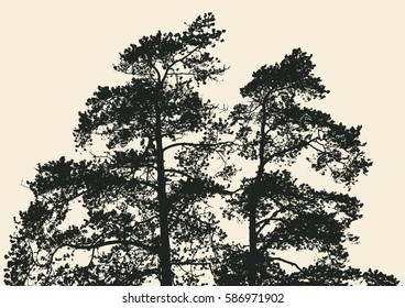 Pine Tree And Branches Silhouette. Detailed Vector Illustration