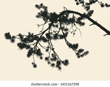 pine tree and branches silhouette. vector illustration 