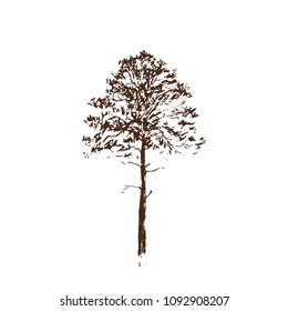 Pine tree. Brown line drawing Isolated on white Background. Hand drawn vector illustration. Pencil sketch.